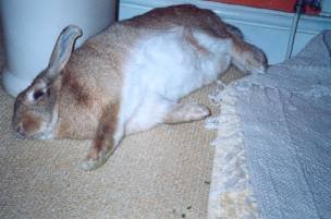 laziest bunny